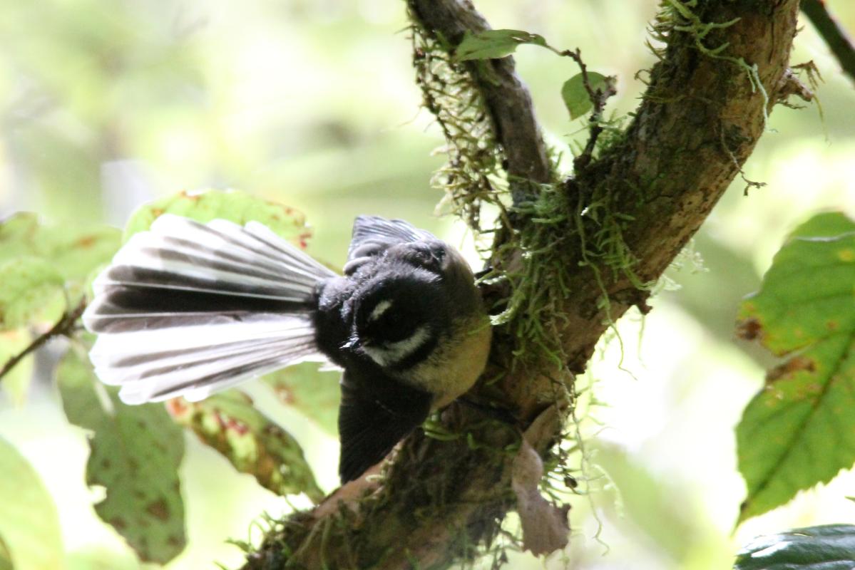 New Zealand Fantail (Rhipidura fuliginosa)